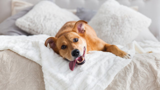 Dog laying bed blanket tongue - temporary free wallpaper