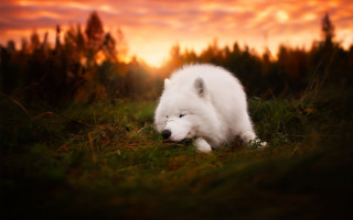 White dog sunset grass autumn - caspar wolf free wallpaper