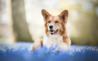 Dog blue flower field smiling - blue flower free wallpaper for desktop