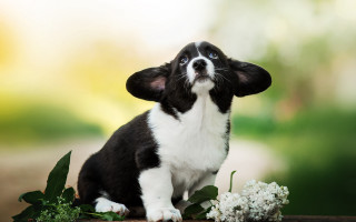 Small black white dog flowers - adorable free wallpaper
