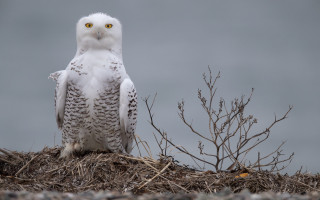 White owl puzzle forest moon - dry free wallpaper