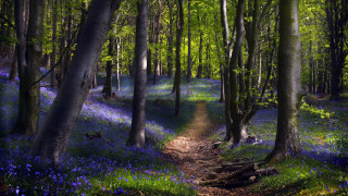 Forest bluebells blooming trees bridge - a path free wallpaper