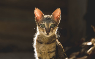 Kitten green eyes table animal - a small kitten free wallpaper