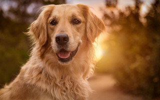 Shiba inu dog golden hour - golden hour free wallpaper