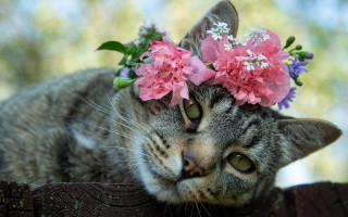 Cat flower crown fence post - glamor pose free wallpaper