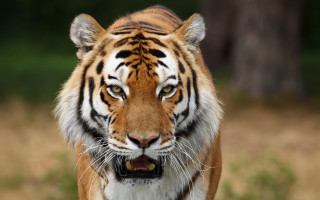 Angry tiger in grass photorealistic - a grassy area free wallpaper