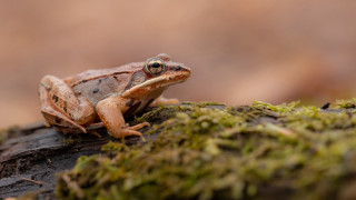 Frog mossy log woods smiling - a frog free wallpaper