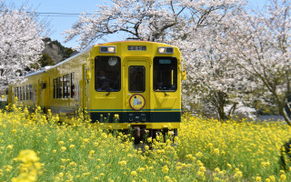 Yellow train flower field autumn - lush free wallpaper for desktop