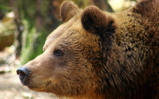 Brown bear looking distance blurry - a blurry background of trees and grass free wallpaper