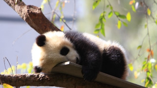 Panda sleeping tree branch zoo - its head on free wallpaper