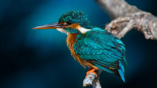 Colorful bird branch water background - a branch of a tree free wallpaper