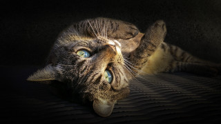 Cat laying on bed blue 2 - its paw free wallpaper