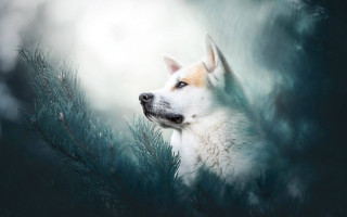 Dog branch outdoor forest nature - a blurry background of the image free wallpaper