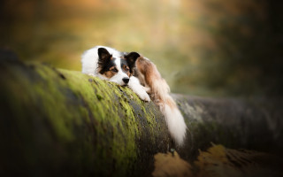 Dogs on wall in grass - a wall together free wallpaper