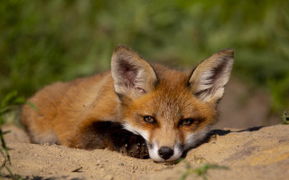 Small fox sandy ground green - sandy free wallpaper