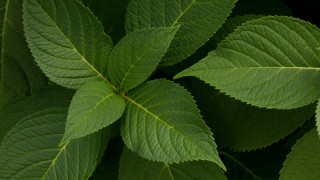 Green leafy plant macro rain - lot of leaves free wallpaper