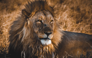 Lion mane field yellow eye - a black nose free wallpaper