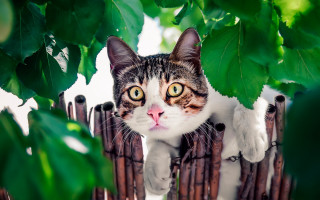 Black cat fence green tree - a fence free wallpaper