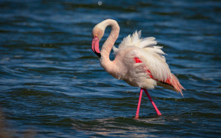 Flamingo water legs open underwater - its head in free wallpaper