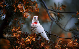 White bird red markings branch - andrew law free wallpaper
