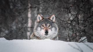 Wolf snow forest shiba inu - caspar wolf free wallpaper