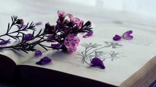 Flower book bug butterfly cloud - a book free wallpaper