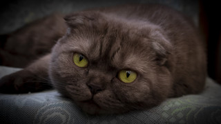 Black cat yellow eyes on - a serious look free wallpaper