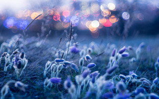 Purple flowers bokeh moon night - soft free wallpaper