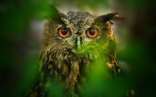 Owl orange eyes blurry background - a close up of an owl free wallpaper