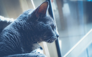 Cat window outside shallow depth - something outside free wallpaper