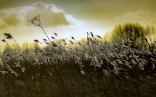 Tall grass sky clouds yellow - a sky in the background free wallpaper