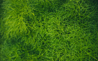 Green plant leaves macro foliage - lot of leaves free wallpaper