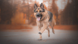Dog running road trees person - the background and a person free wallpaper