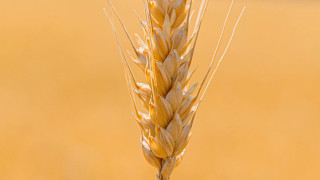 Wheat bird macro precisionism orange - heavy free wallpaper