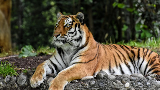 Tiger rock forest grass nature - a tiger free wallpaper