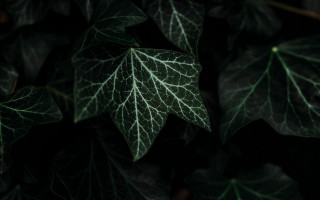 Green leaf vines bamboo plant - left free wallpaper