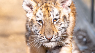 Small tiger closeup dirt background - a blurry background of grass and dirt free wallpaper