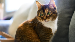 Cat couch green eyes blurry - a cat free wallpaper