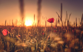 Grass red flower sunset nature - the sun in the background free wallpaper