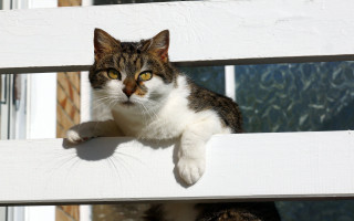 Cat bench window ledge carlos - stuckism free wallpaper