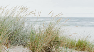 Tall grass beach ocean waves - depth of field free wallpaper