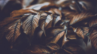 Leafy plant brown leaves macro - brown free wallpaper for desktop