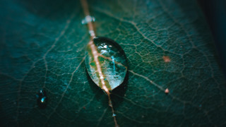 Leaf water drop green background - a leaf free wallpaper