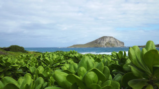 Mountain water green plant rock - wide free wallpaper