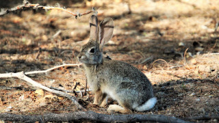 Rabbit forest branch dead tree - beatrix potter free wallpaper