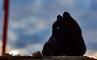 Black cat wooden table red - a black cat free wallpaper