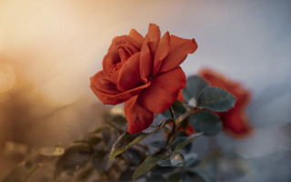 Red rose foreground blurry background - a single red rose free wallpaper