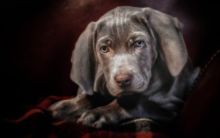 Sad dog blanket red photorealistic - a red blanket free wallpaper
