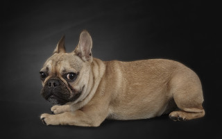 Small dog sad black background - a small dog free wallpaper