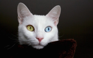 White cat blue eyes brown 2 - a brown blanket free wallpaper